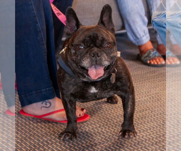 Medium Photo #10 French Bulldog Puppy For Sale in San Jose, CA, USA