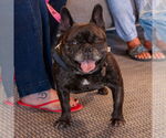 Small #9 French Bulldog