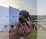 Small #17 Doberman Pinscher
