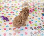 Small #3 Cock-A-Poo-Poodle (Miniature) Mix