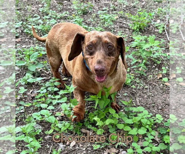 Medium Photo #2 Dachshund Puppy For Sale in San Antonio, TX, USA