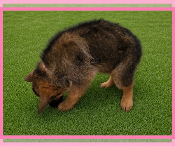 Medium Photo #2 German Shepherd Dog Puppy For Sale in NAPLES, FL, USA