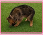 Small #1 German Shepherd Dog