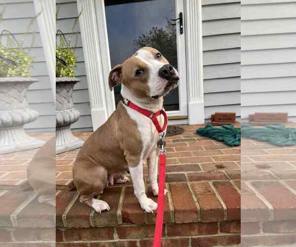 Medium Photo #6 American Pit Bull Terrier Puppy For Sale in Rockville, MD, USA