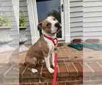 Small #5 American Pit Bull Terrier