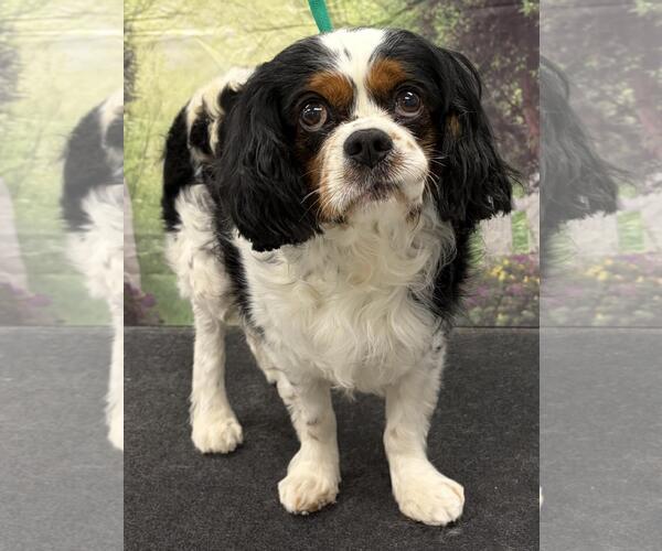 Medium Photo #2 Cavalier King Charles Spaniel Puppy For Sale in Westminster, MD, USA