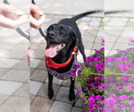 Small Photo #7 Border Collie-Catahoula Leopard Dog Mix Puppy For Sale in Oakhurst, NJ, USA