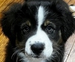 Small Photo #9 Australian Shepherd Puppy For Sale in MORROW, OH, USA