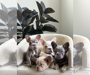 French Bulldog Litter for sale in DECATUR, GA, USA