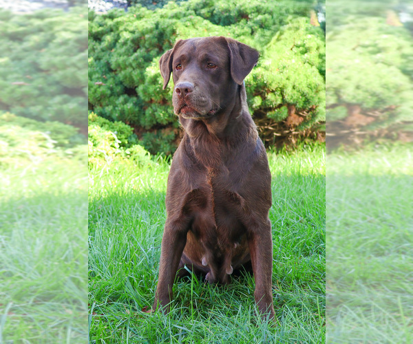 Medium Photo #2 Labrador Retriever Puppy For Sale in SYRACUSE, IN, USA
