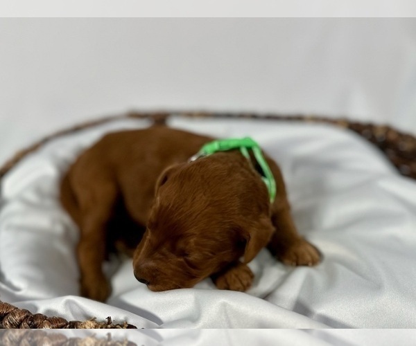 Medium Photo #5 Goldendoodle Puppy For Sale in ABILENE, TX, USA