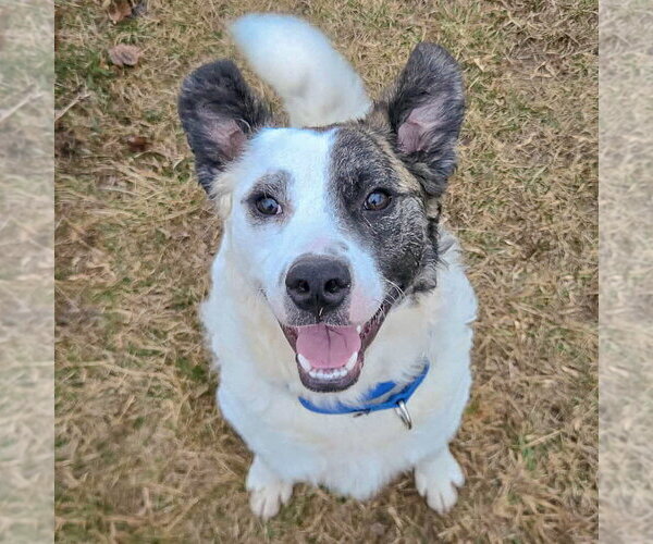 Medium Photo #21 American Staffordshire Terrier-Border Collie Mix Puppy For Sale in Huntley, IL, USA