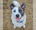 Small #20 American Staffordshire Terrier-Border Collie Mix