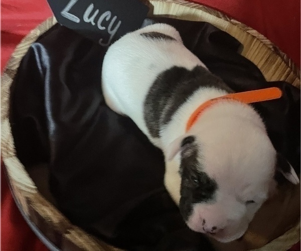 Medium Photo #1 American Bulldog Puppy For Sale in VALPARAISO, IN, USA
