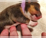Small Photo #9 Pembroke Welsh Corgi Puppy For Sale in JURUPA VALLEY, CA, USA