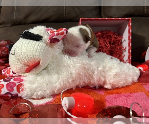 Medium Photo #1 Boston Terrier Puppy For Sale in CLEVELAND, TX, USA