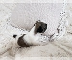 Small Photo #2 Shih Tzu Puppy For Sale in HEMET, CA, USA