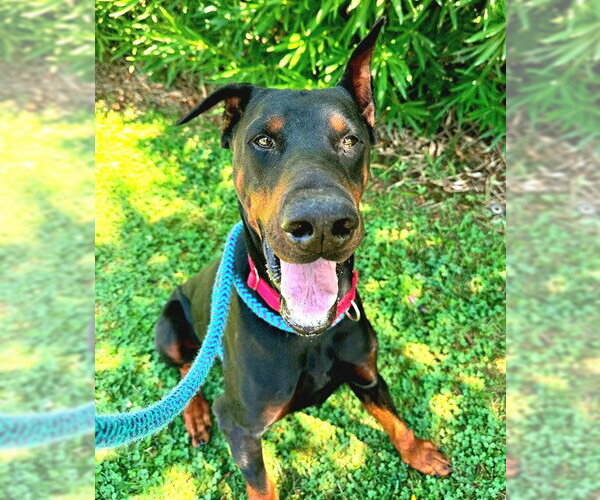 Medium Photo #1 Doberman Pinscher Puppy For Sale in Sacramento, CA, USA