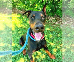 Doberman Pinscher Dogs for adoption in Sacramento, CA, USA