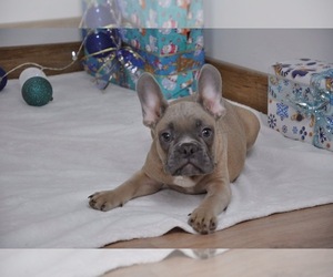 French Bulldog Puppy for sale in HOLLYWOOD, FL, USA