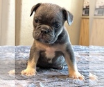 Small #23 English Bulldog