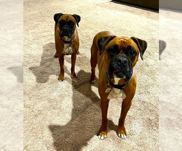 Medium Photo #2 Boxer Puppy For Sale in Austin, TX, USA