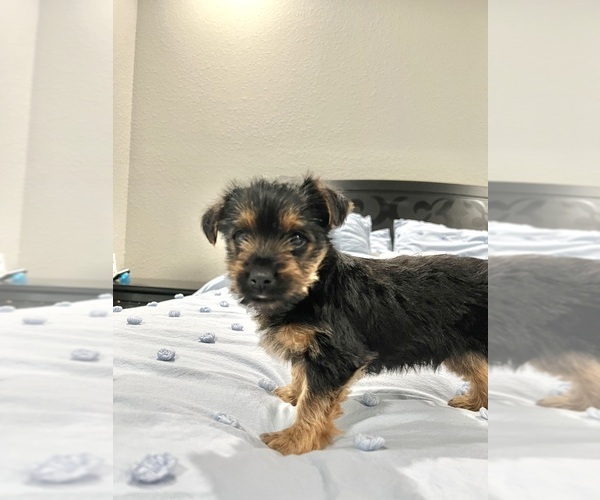 Medium Photo #2 Yorkshire Terrier Puppy For Sale in BROOKLAND, AR, USA