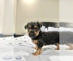Small Photo #2 Yorkshire Terrier Puppy For Sale in BROOKLAND, AR, USA