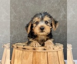 Small #3 Yorkshire Terrier