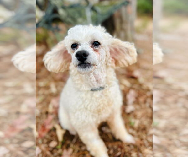 Medium Photo #1 Poodle (Miniature) Puppy For Sale in Pacolet, SC, USA