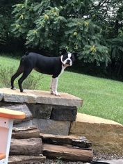 Boston Terrier Dogs for adoption in HARPERS FERRY, WV, USA