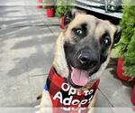 Small #1 German Shepherd Dog Mix