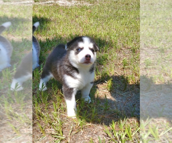 Medium Photo #20 Siberian Husky Puppy For Sale in BROOKSVILLE, FL, USA
