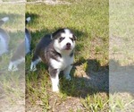 Small Photo #20 Siberian Husky Puppy For Sale in BROOKSVILLE, FL, USA
