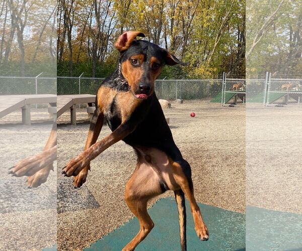 Medium Photo #5 Doberman Pinscher-Unknown Mix Puppy For Sale in Buffalo, MN, USA