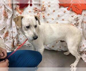 Mutt Dogs for adoption in Riverside, CA, USA