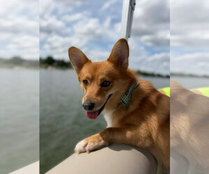 Mutt Dogs for adoption in Grafton, WI, USA