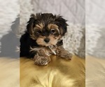 Small #5 Yorkshire Terrier