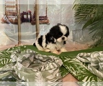Small Photo #7 Shih Tzu Puppy For Sale in WINSTON SALEM, NC, USA