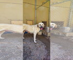 Small #2 Labrador Retriever Mix