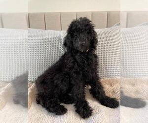 Poodle (Standard) Puppy for sale in WILTON, CA, USA