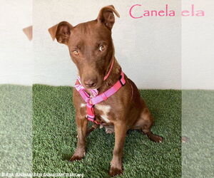 American Pit Bull Terrier-Chocolate Labrador retriever Mix Dogs for adoption in San Diego, CA, USA