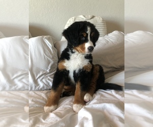 Bernese Mountain Dog Puppy for sale in FORT MYERS, FL, USA