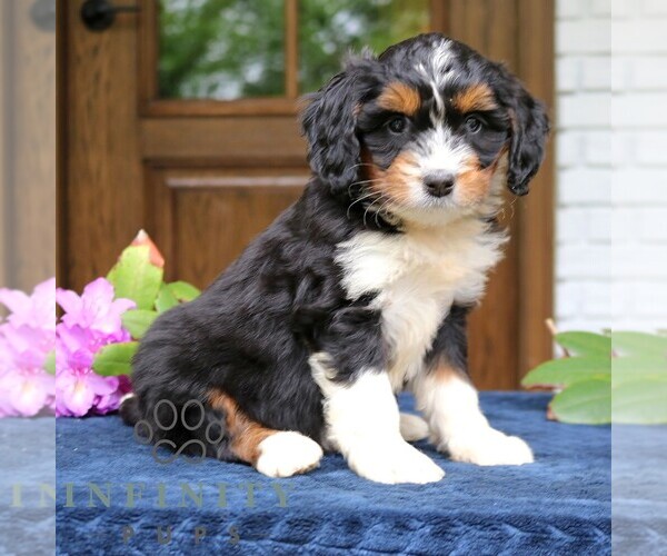 Medium Photo #2 Bernedoodle (Miniature) Puppy For Sale in NARVON, PA, USA