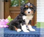 Small #1 Bernedoodle (Miniature)