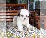 Maverick - Male Mal-Shi Puppy for Sale - Photo #4