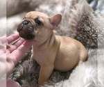 Small #2 French Bulldog