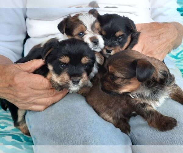 Medium Photo #4 Yorkshire Terrier Puppy For Sale in GREEN VALLEY, AZ, USA
