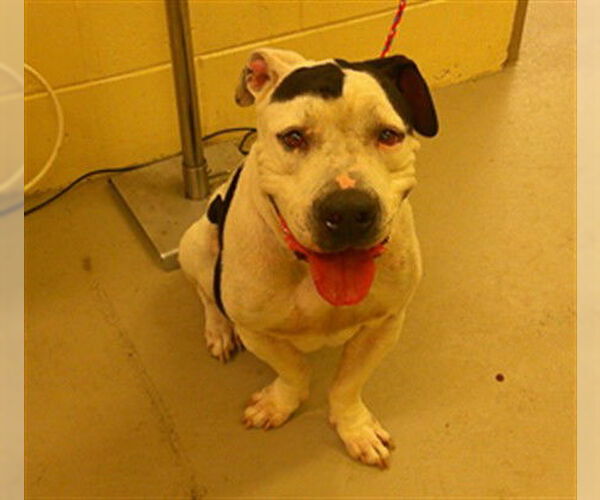 Medium Photo #1 American Bulldog-Unknown Mix Puppy For Sale in Sanford, FL, USA