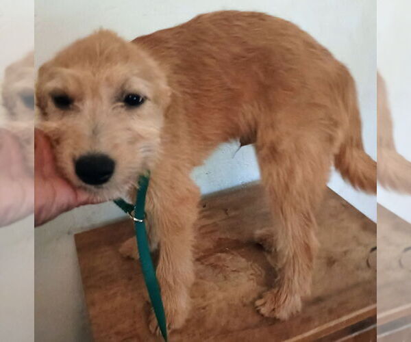 Medium Photo #1 Parson Russell Terrier-Unknown Mix Puppy For Sale in Bonifay, MO, USA